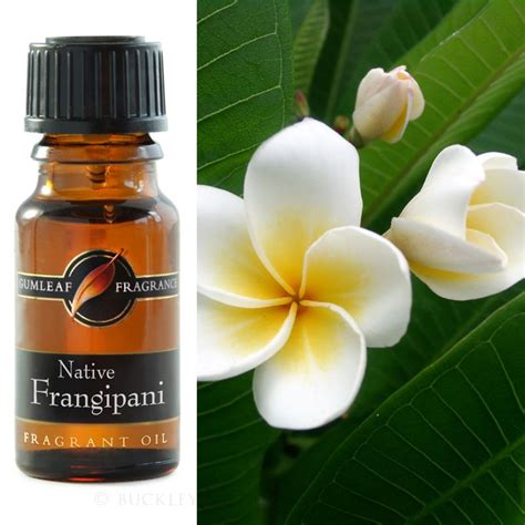 frangipani perfume australia.